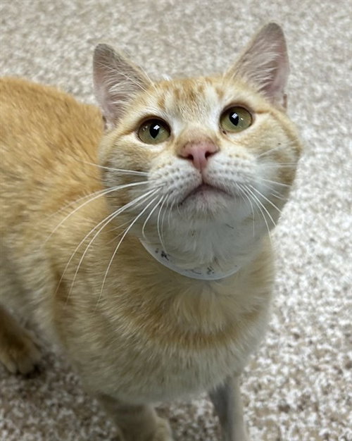 RUCKUS, Adult Domestic Short Hair (short coat), cat for adoption in Colorado Springs, Colorado