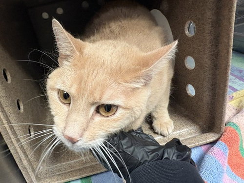 FRITO PIE, Adult Domestic Short Hair (short coat), cat for adoption in Pueblo, Colorado