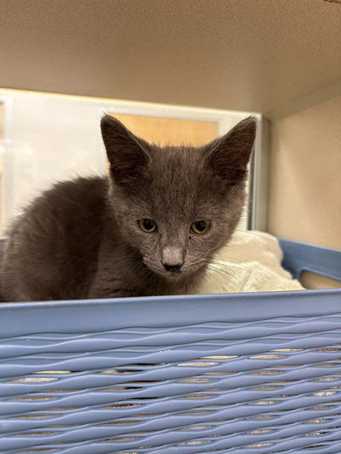 BEAKER, Baby Domestic Short Hair (short coat), cat for adoption in Pueblo, Colorado