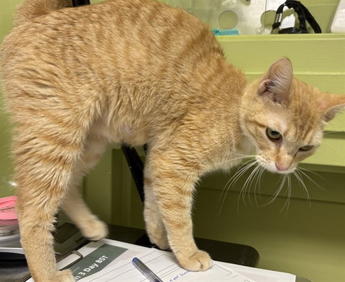 LILITH, Young Domestic Short Hair (short coat), cat for adoption in Pueblo, Colorado