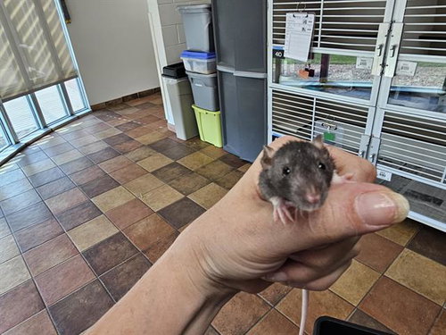 BUMBLEE