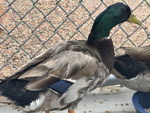 DUCK NORRIS