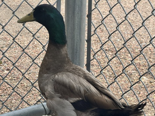 QUACK SPARROW