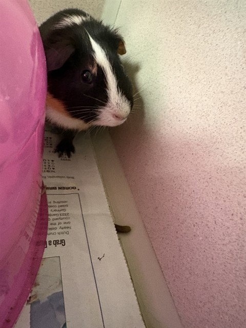 LARRY