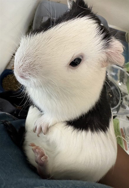PASCAL