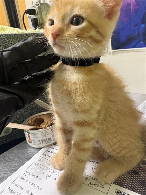 SEBASTIAN