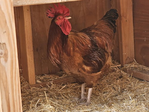 POLLITO