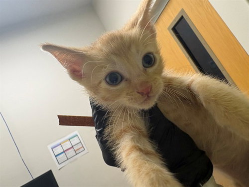 HARVEY