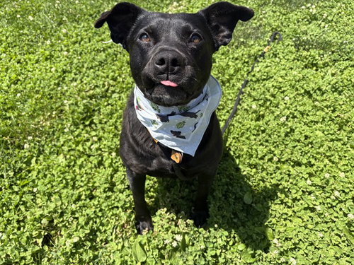 LILO, an adoptable Pit Bull Terrier in Pueblo, CO