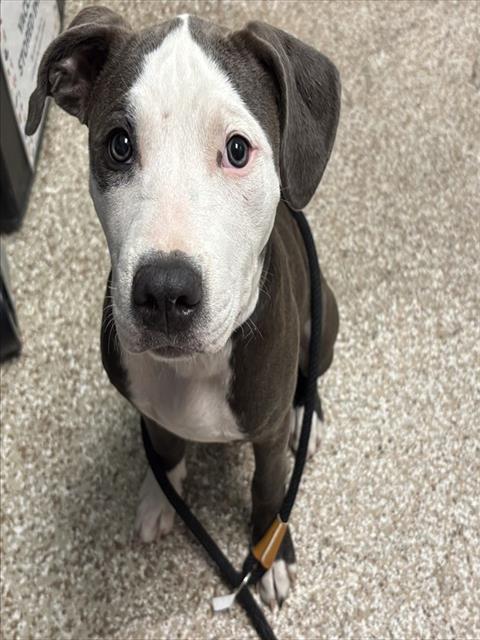 BELLA