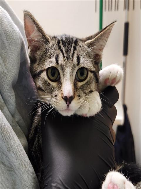 FELICIA, Baby Domestic Short Hair (short coat), cat for adoption in Colorado Springs, Colorado