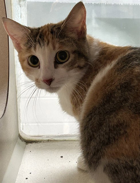 CARMINE, Young Domestic Short Hair (short coat), cat for adoption in Colorado Springs, Colorado