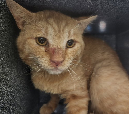 PANTHER IN THE BARN, Adult Domestic Short Hair (medium coat), cat for adoption in Colorado Springs, Colorado