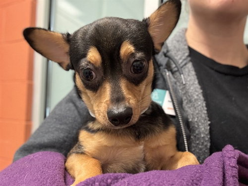 CESAR, an adoptable Chihuahua in Pueblo, CO