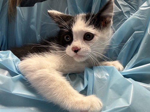 MAGIC, Baby Domestic Short Hair (short coat), cat for adoption in Colorado Springs, Colorado