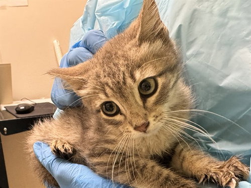 THIMBLE, Baby Domestic Short Hair (short coat), cat for adoption in Colorado Springs, Colorado