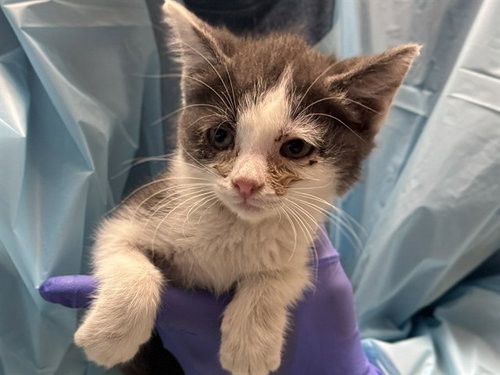 AZALEA, Baby Domestic Short Hair (short coat), cat for adoption in Colorado Springs, Colorado