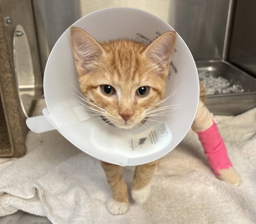 ROGER, Baby Domestic Short Hair (short coat), cat for adoption in Colorado Springs, Colorado