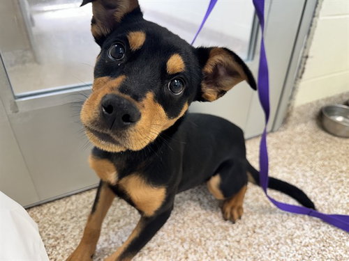 BONNIE, an adoptable Chihuahua in Pueblo, CO