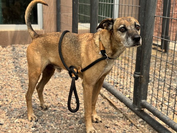 FLYNN