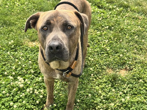 EDUARDO, an adoptable Mastiff in Pueblo, CO