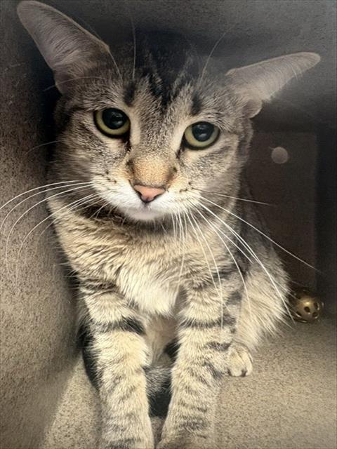 TIGEROUS, an adoptable Domestic Short Hair in Pueblo, CO