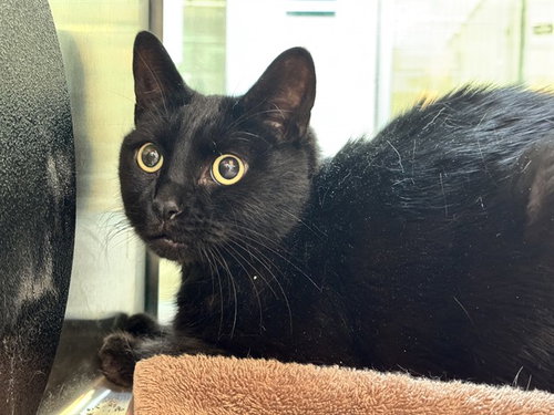 CLYDE, an adoptable Domestic Short Hair in Pueblo, CO