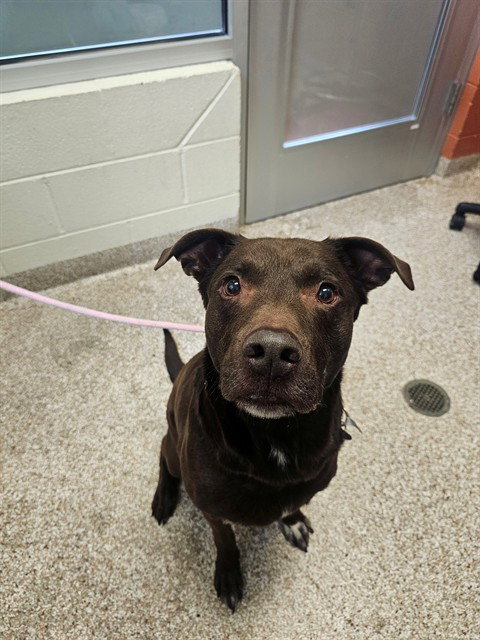 HARVEY, an adoptable Labrador Retriever in Pueblo, CO