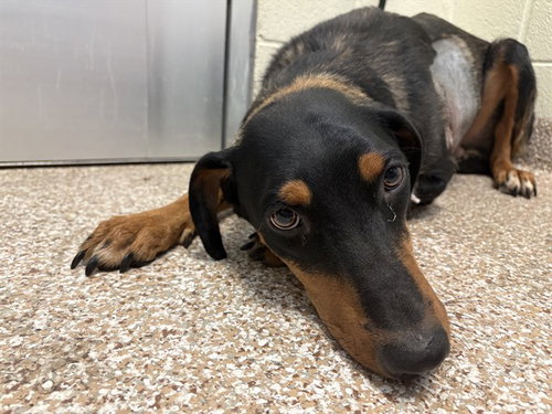 LADY, an adoptable Doberman Pinscher in Pueblo, CO