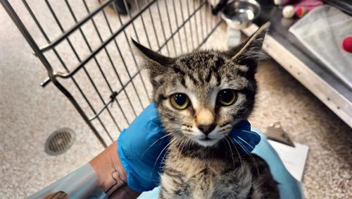 MANGO, an adoptable Domestic Short Hair in Pueblo, CO