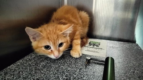 BLUEBERRY, an adoptable Domestic Short Hair in Pueblo, CO