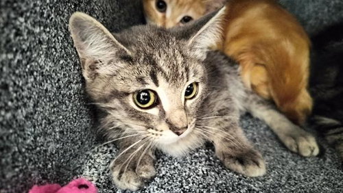 KIWI, an adoptable Domestic Short Hair in Pueblo, CO