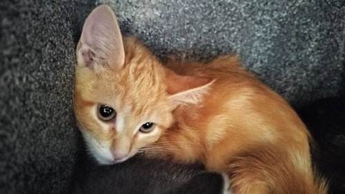BOYSENBERRY, an adoptable Domestic Short Hair in Pueblo, CO