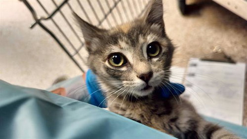 STRAWBERRY, an adoptable Domestic Short Hair in Pueblo, CO