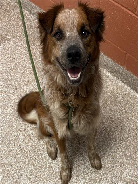 BAILEY, an adoptable Australian Cattle Dog in Pueblo, CO