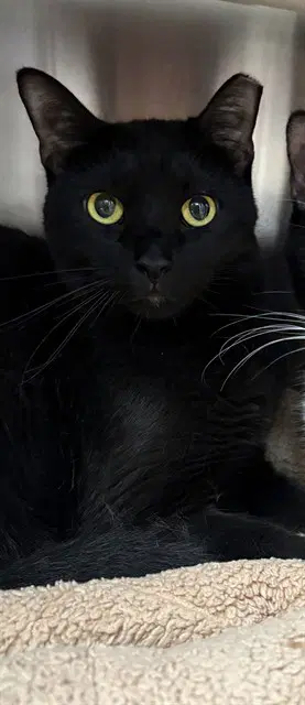Benicio - Domestic Short Hair