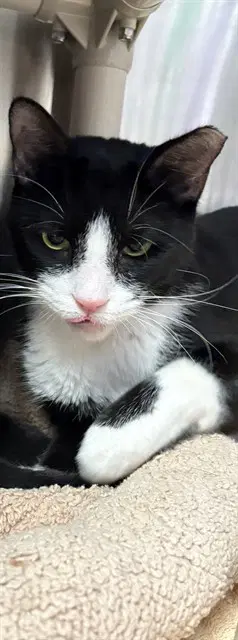 Thaddeus - Domestic Short Hair