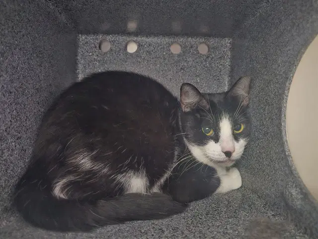 Tackle In The Barn - Domestic Short Hair