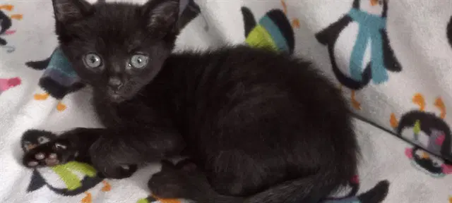 Midnight - Domestic Short Hair