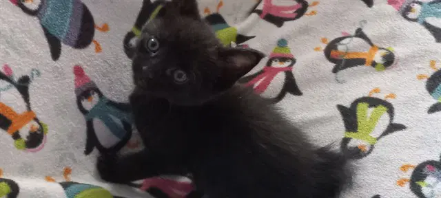 Agate - Domestic Short Hair