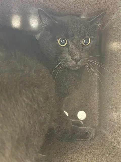 Trotter In The Barn - Domestic Short Hair