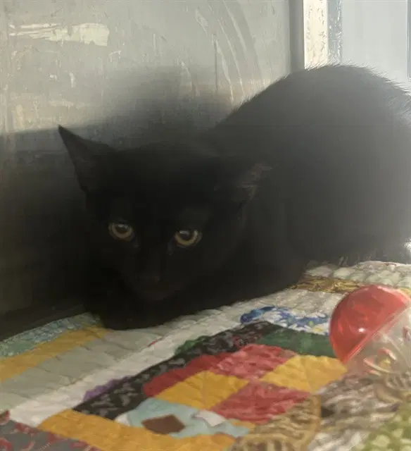 Carolina Reaper - Domestic Short Hair