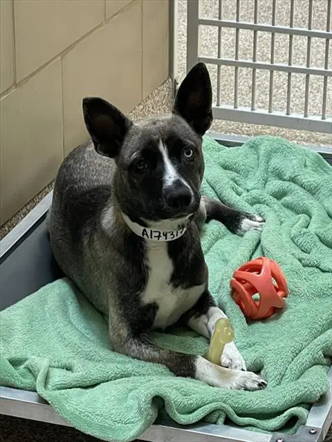 Jolene - Alaskan Klee Kai