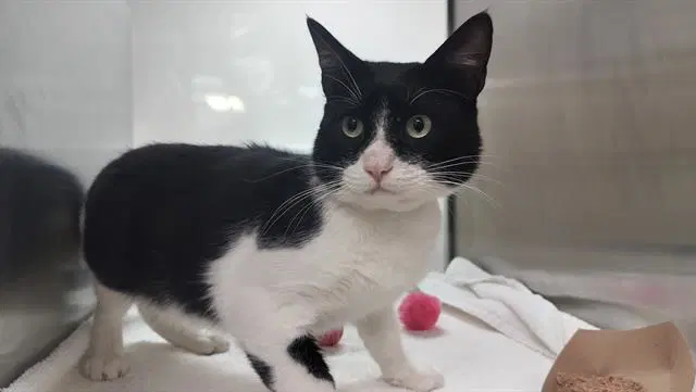 Dakota - Domestic Short Hair