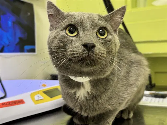 Darwin - Domestic Short Hair