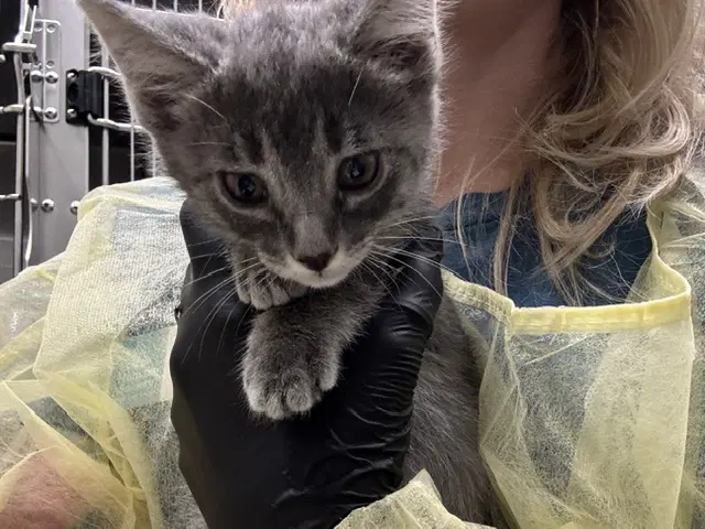 Twill - Domestic Short Hair