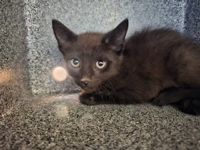 Belicoso - Domestic Short Hair
