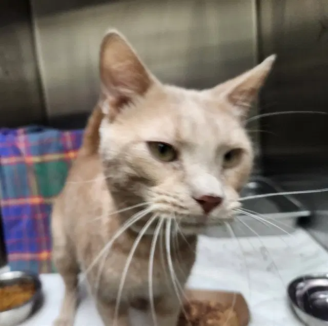 Houdini - Domestic Short Hair