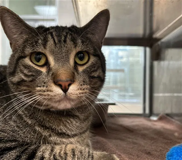 Murphy - Domestic Short Hair