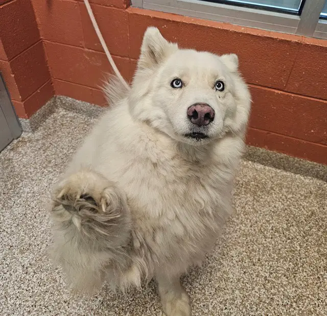 Nala - Siberian Husky
